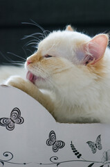 Red point cat washing on cat bed