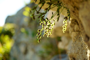 Macro photography of tiny green black plant in ruin in Austria