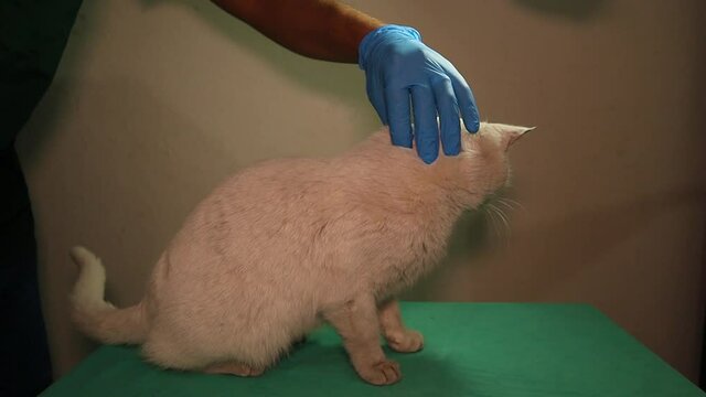 cat refuses food after being poisoned. veterinarian injects the patient cat with TPN solution subcutaneously. Total Parenteral Nutrition (TPN) - Nutritional Disorders - MSD. veterinary medicine, vet
