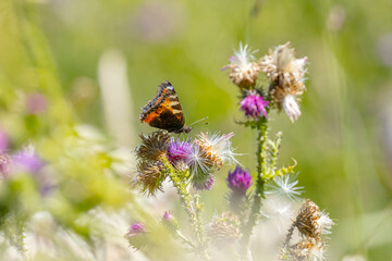 Small tortoiseshell, Aglais urticae,, butterfly isolated by nature