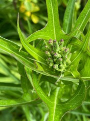Bright Green Leafy Plant