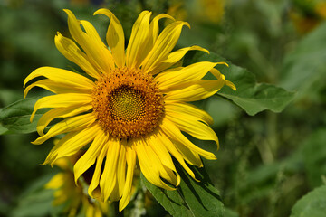 Obraz premium Close-up of a blooming sunflower against a green background in summer on a field