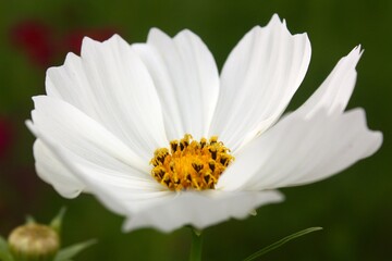 Bright White Daisy Close Up