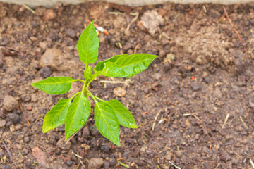 Pepper seedlings grow in the garden in summer