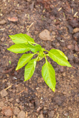 Pepper seedlings grow in the garden in summer
