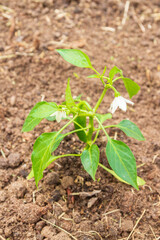 Pepper seedlings grow in the garden in summer
