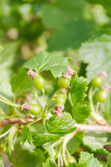 Maturing green berries of the black currant Bush in summer