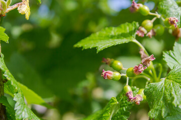 Maturing green berries of the black currant Bush in summer