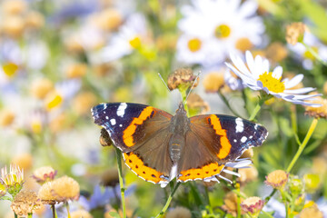 Red Admiral butterfly, Vanessa atalanta, feeding, top view open wings.