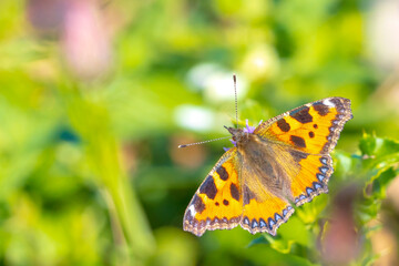 Aglais urticae, small tortoiseshell butterfly top view, open wings