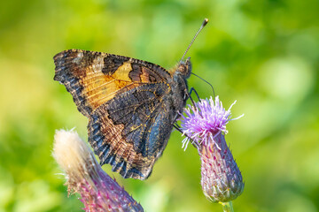 Aglais urticae, small tortoiseshell butterfly isolated by nature
