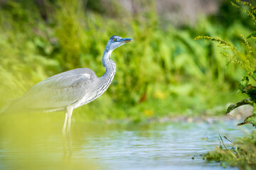 Grey heron, Ardea cinerea, waterfowl hunting in wetland