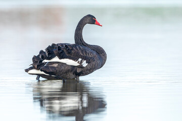 Black swan, Cygnus atratus, posing and preening