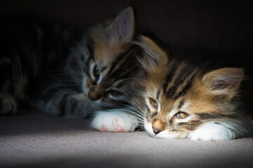 Two Siberian kittens lying down sleepy