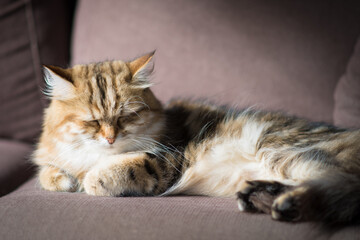 Golden tabby cat lounging on the couch