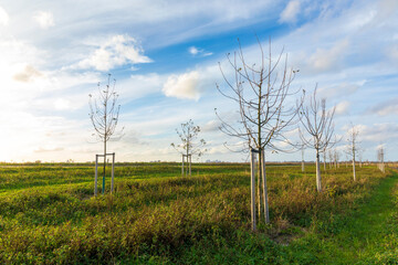 Obraz premium Planting young trees to grow a new forest