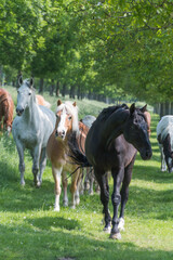 Group of  different horses in meadow