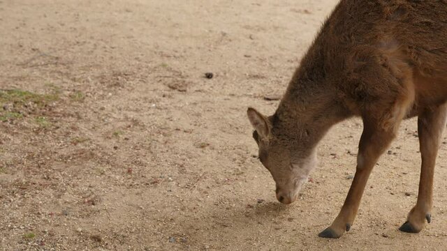 Wild deer put head down and look for crumbs, grass, leaves or flowers on dry downtrodden ground. Famous sika deer at Nara Park, popular tourist attraction of Japan