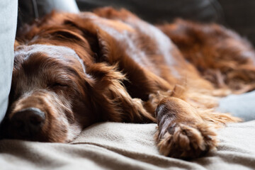 sleeping dog on couch