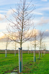 Planting young trees to grow a new forest
