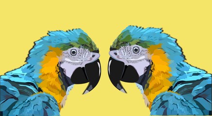 parrot vector illustration