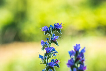 Blueweed or viper's bugloss, Echium vulgare, flowers blooming in a meadow.