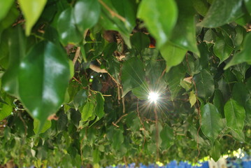 luz entre hojas
