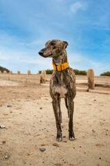 Frankie the brindle lurcher crossbreed relaxing on goring beach. A lurcher is a type of sighthound...