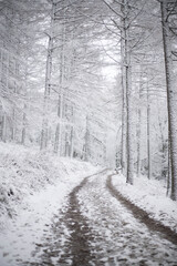 snow covered trees