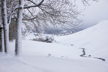 Snow covered trees in winter
