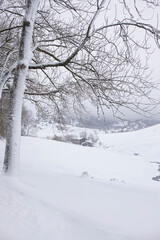 Snow covered trees in winter