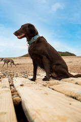 Maya the liver flat coat retriever relaxing on goring beach. A flat coat retriever is a type of...