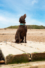 Maya the liver flat coat retriever relaxing on goring beach. A flat coat retriever is a type of...
