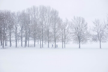 Walking in the snowy forest