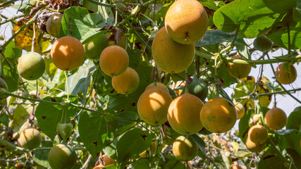 Image of a granadilla crop, with many ripe fruits in the Colombian Andes, in the Valle del Cauca Colombia.