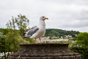 Seagull in Bath