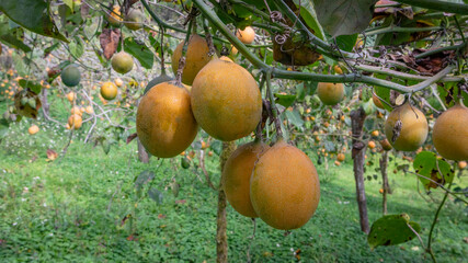 Image of a granadilla crop, with many ripe fruits in the Colombian Andes, in the Valle del Cauca Colombia.