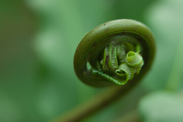 Macro photo of young fern sprout with selective focus