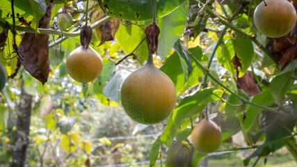 Image of a granadilla crop, with many ripe fruits in the Colombian Andes, in the Valle del Cauca Colombia.