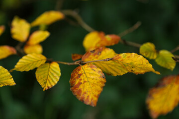 Autumnal leaves on trees