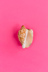 Sea shell as a symbol of women health cared on pastel pink background. Symbol of female private parts genitals vulva vagina. Flat lay, top view, copy space.