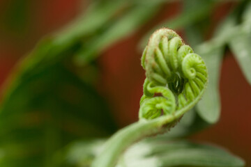 Macro photo of young fern sprout with selective focus