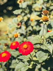 red and yellow flowers