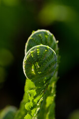 Macro photo of young fern sprout with selective focus 