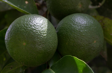 Lemon tree with fruits ready to harvest in Valle del Cauca Colombia