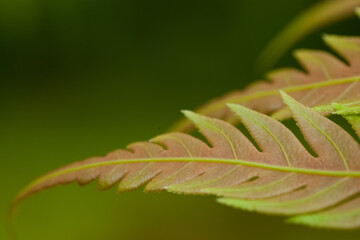 Macro photo of young fern sprout with selective focus 