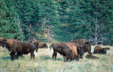 Buffalo herd on prairie in Custer State Park