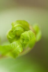 Macro photo of young fern sprout with selective focus