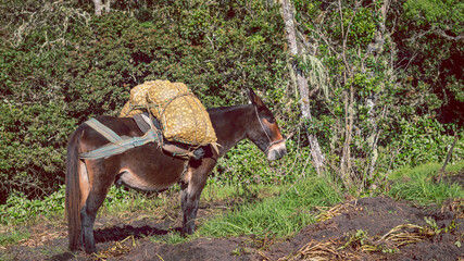 Image of a mule carrying two bundles of yellow potatoes in Barragán Valle del Cauca Colombia.