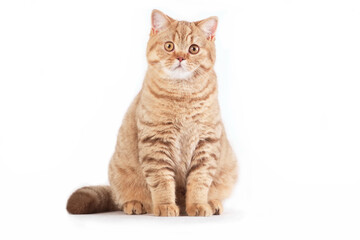 Fototapeta na wymiar Red british cat sitting on white background